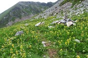 66 Genziana punteggiata (Gentiana Punctata)